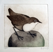 Frydl Prechtl- Zuleeg (geb. 1934), White-throated Dipper