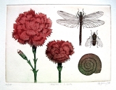 Frydl Prechtl- Zuleeg (geb. 1934), Pinks and Dragonfly