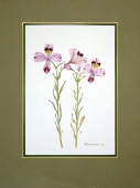 Mary Bieber (20th century), Altroemeria sp.