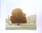 Preview: Udo Kaller, thick tree II.