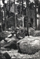 Preview: Franz Hein, (1863-1927), Forest Ruins