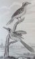 Preview: Georges-Louis Leclerc de Buffon, Neunter Band "Vögel" aus Buffon's sämmtliche Werke, sammt den Ergänzungen nach der Klassifikation von G. Cuvier -  Einzige Ausgabe in deutscher Uebersetzung von H. J. Schaltenberg. 58 Abbildungen (Stiche)