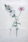 Preview: Joseph Knapp (ca.1810-1867) zugeschrieben Aquarell, Blumen