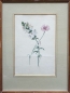 Preview: Joseph Knapp (ca.1810-1867) zugeschrieben Aquarell, Blumen