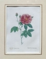 Preview: Pierre-Joseph Redouté, Gallica officinalis (rose)