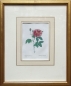 Preview: Pierre-Joseph Redouté, Gallica officinalis (rose)