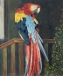 Preview: E. Stern, Parrot - Red Macaw
