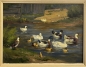 Preview: Hans Maulwurf, Ducks in the pond