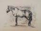 Preview: Johann Adam Klein, The horse with a cavesson