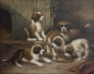 Preview: Unknown, Young Saint Bernard - Dog family