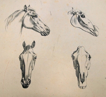 Johann Adam Klein, Study of a Horse Head