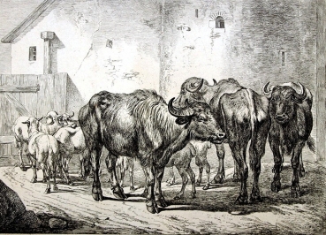 Johann Adam Klein, Hungarian Buffalos and Sheeps