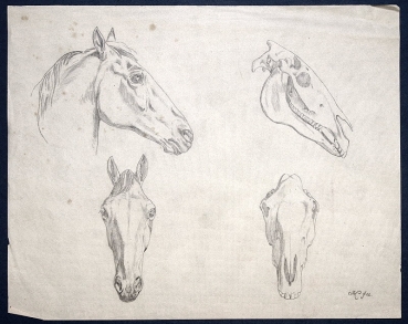 Johann Adam Klein, Study of a Horse Head