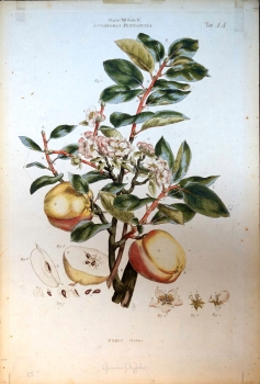 Johann Sebastian Müller, Icosandria Pentagynia Pyrus Malus (apple tree)