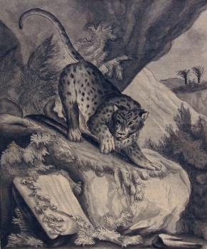 Johann Elias Ridinger, Jaguar