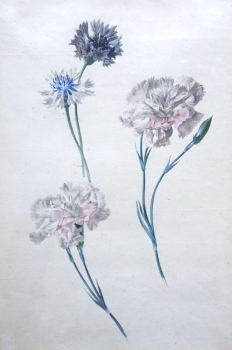 Unknown painter, flowers, Diantus, Nelken