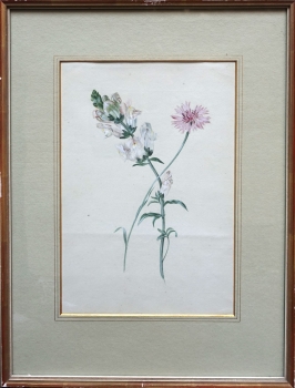 Joseph Knapp (ca.1810-1867) zugeschrieben Aquarell, Blumen