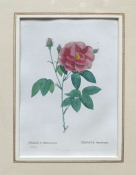 Pierre-Joseph Redouté, Gallica officinalis (rose)