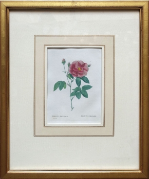 Pierre-Joseph Redouté, Gallica officinalis (rose)