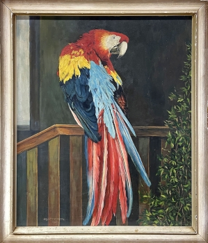 E. Stern, Parrot - Red Macaw