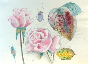 Frydl Prechtl-Zuleeg, Rose with leaves and rose beetle