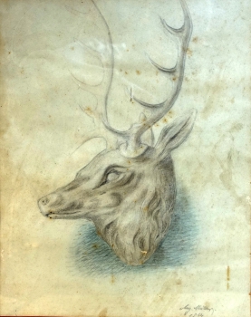 August Müller, Deer head