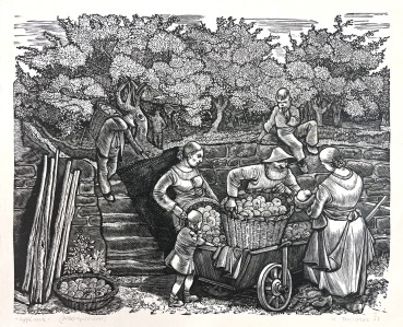 Alfred Finsterer, Apple picking