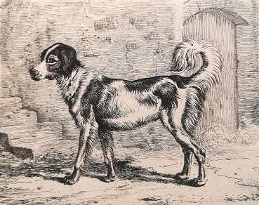 Johann Adam Klein, Der Hund