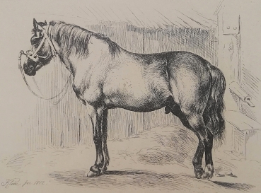 Johann Adam Klein, The horse with a cavesson