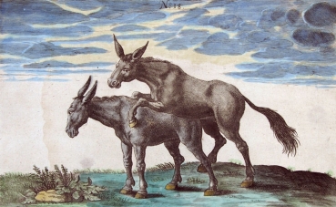 Peter Troschel, Donkeys