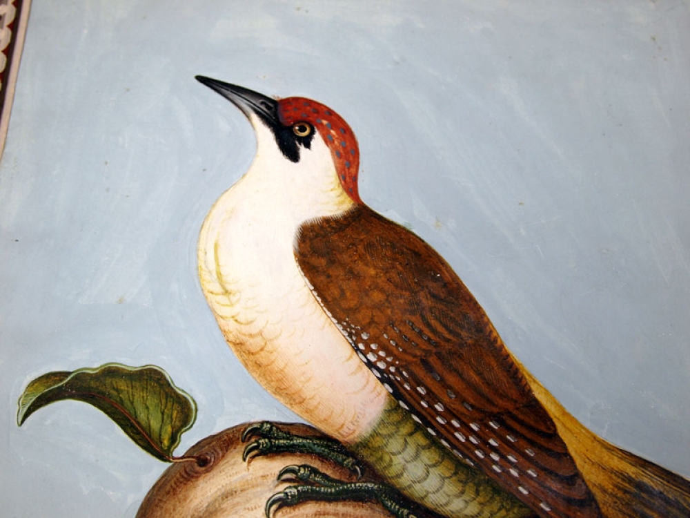 Franz Anton Winter, The Green Woodpecker