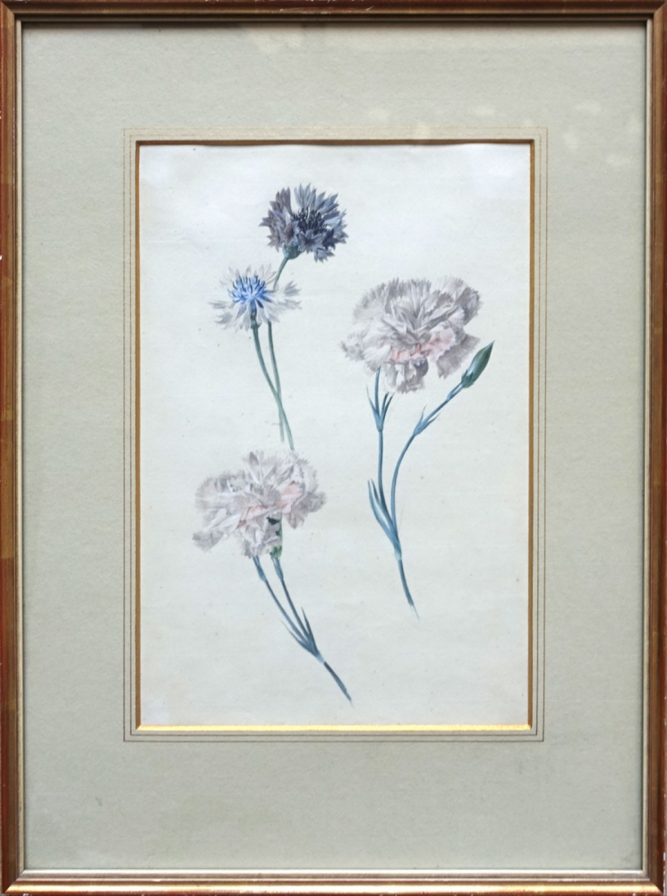 Joseph Knapp zug., Blumen, Nelken, Dianthus Caryophylius