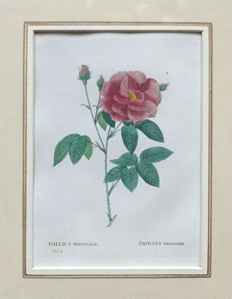 Pierre-Joseph Redouté, Gallica officinalis (rose)