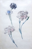 Joseph Knapp zug., Blumen, Nelken, Dianthus Caryophylius