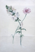 Joseph Knapp (ca.1810-1867) zugeschrieben Aquarell, Blumen