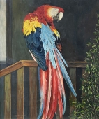 E. Stern, Parrot - Red Macaw